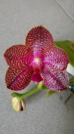 P.Joy Auckland Beauty xJw196( African Queen xCoral Isles)x Iueddemaniana..jpg