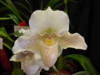 Paph_Rosy_Dawn.JPG