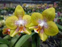 Phal. Milano Dawn (Phal Frigdaas Oxford x Phal K S Happy Eagle) -1.jpg