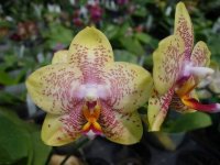 Phal. Milano Dawn (Phal Frigdaas Oxford x Phal K S Happy Eagle) -3.jpg