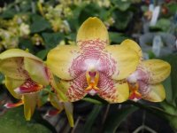 Phal. Milano Dawn (Phal Frigdaas Oxford x Phal K S Happy Eagle) .jpg