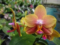 Phal. Milano Dawn (Phal Frigdaas Oxford x Phal K S Happy Eagle) -2.jpg