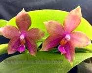 Phal Aaron Louis Landau x Dragon Tree Eagle DT.jpg