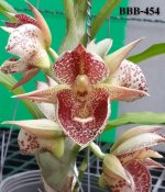 Catasetum (callosum x pileatum) Clowesetum Loppe Farlanciae-1700 руб.jpg