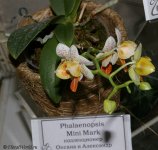 normal_Phalaenopsis_Mini_Mark_1-1.jpg