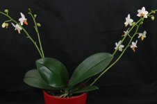 Phalaenopsis-MiniMark.jpg