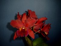 image-orchidfloriculture-6291.jpg