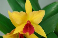 laeliocattleya_golddigger_orchid_jungle_1.jpg