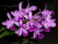 cattleya bowringiana.jpg