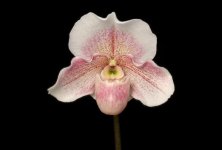 Paph. Dusky　Maiden　‘Maidenhoir ’ HCC AOS.jpg