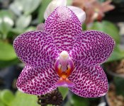 Phal.jpg