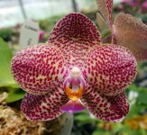 Phal.-LD-Gigan-Sun-'Leopard'-LD845-(Pom-Orchids-FB).jpg