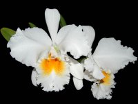 Cattleya Blc. Eagle eye 'All victory'.jpg