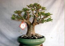 Суккулентное растение Адениум: фото, правильный уход в домашних условиях