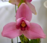 Lycaste-Fire-Bird.jpg