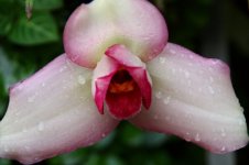 Lycaste Firebird 'Odoriko' .jpeg