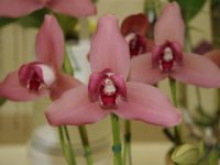 Lycaste Firebird 'Аi' .jpg