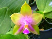 phalaenopsis_mituo_prince2.jpg