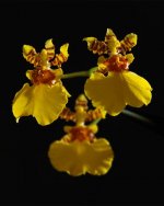 Oncidium Gower Ramsey.jpg