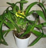 п oncidium прод.jpg