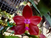 Phal. Malibu Imp.jpg