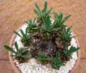 Euphorbia bupleurifolia x suzannae W.jpg