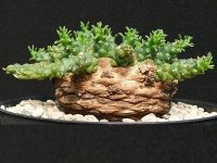 Euphorbia gorgonis.jpg
