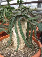 Euphorbia stellata.JPG