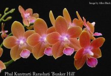 Phalaenopsis Kuntrarti Rarashati -2.jpg