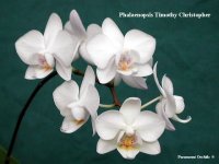 Phal Timothy Christopher1 copy.JPG