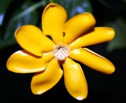 Gardenia gjellerupii 2.jpg