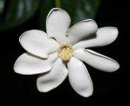 Gardenia gjellerupii.jpg