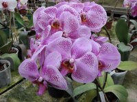 Dtps. Liaher Beauty.jpg