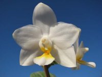 phalaenopsis-tzu-chiang-chrisna-brazil-foto-3681.jpg