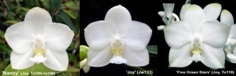 Phal.jpg