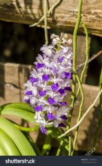 stock-photo-orchid-rhynchostylis-gigantea-lindl-ridl-142346347.jpg