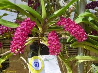 red-rhynchostylis-gigantea-orchid-flower-picture-5.jpg