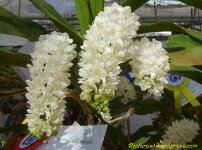 rhynchostylis-gigantea-alba-orchid-flower-picture-02.jpg