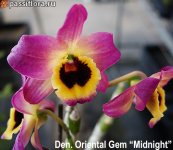 oriental-gem-midnigth.jpg