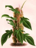 Philodendron_squamiferum_L_Illustration_Horticole_1882.jpg