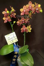 Phal-.jpg