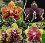 Phal.-Chienlung-Black-Parrot-(Chiada-Gloria-x-K-S-Happy-Eagle).jpg