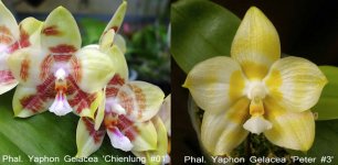 Phal.jpg