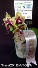 Phal.-Chienlung-Sweet-Parrot--'Nan#20'-BM-TOGA.jpg