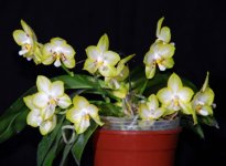 Phal3.jpg