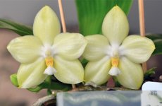 Phal.jpg