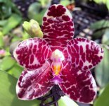 Phal.-YangYang-Gigan-Cherry-(Jong's-Gigan-Cherry-x-gigantea-Sk-840)-林忠男-FB-.jpg