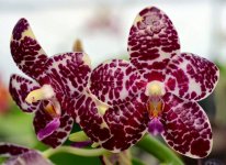 Phal.-YangYang-Gigan-Cherry-(Jong's-Gigan-Cherry-x-gigantea-Sk-840)-林忠男-FB-.jpg