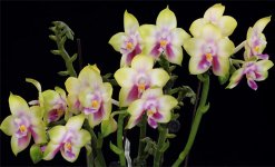 Phal.-Nobby's-Green-Eagle-'Nobby-No.-49'--(Gelblieber-X-Nobby's-Fox)-5.5-cm-CCM-AOS-March-8,-201.jpg