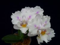 Phal. Hsinying Little Knight Trinitiy1.jpg